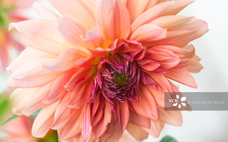 粉色大丽花特写图片素材