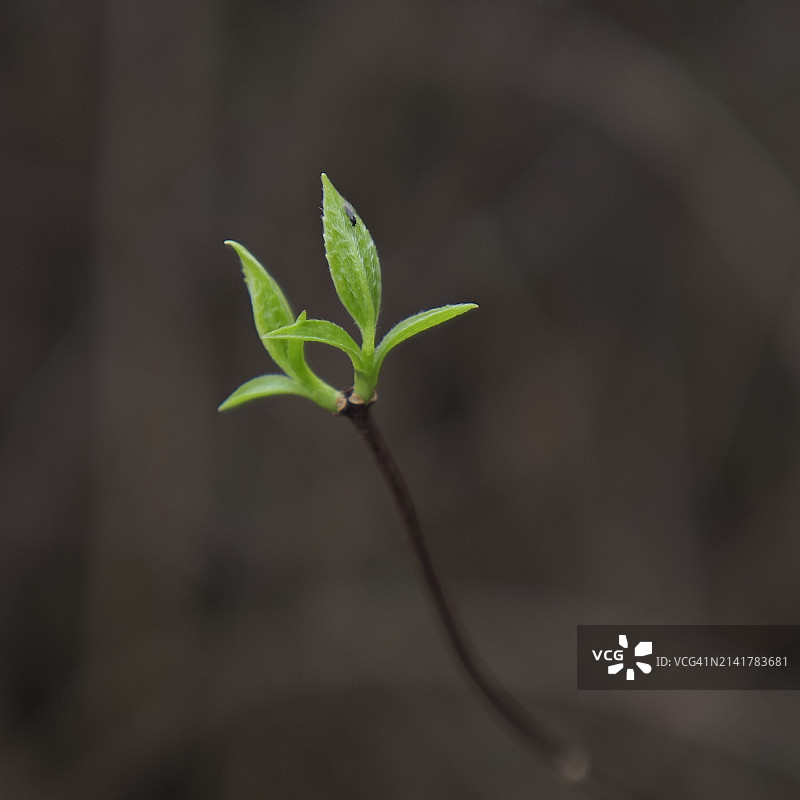 小植物特写图片素材