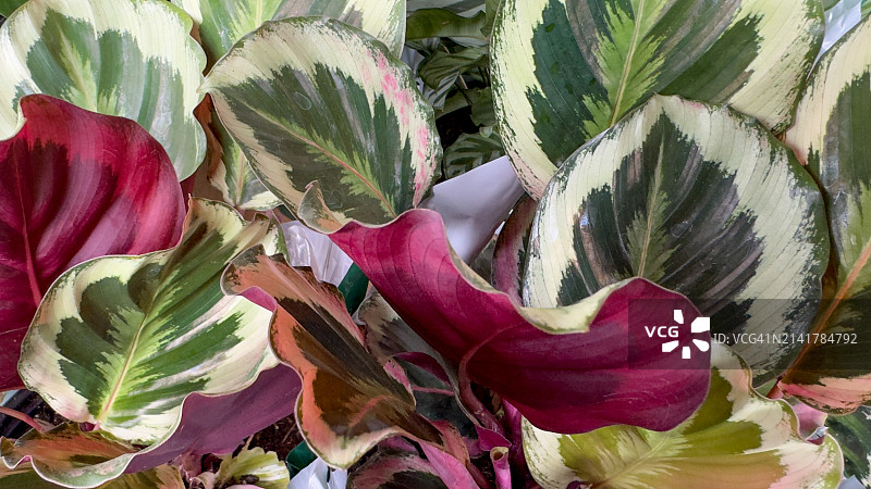 花叶竹芋，孔雀竹芋，孔雀尾图片素材