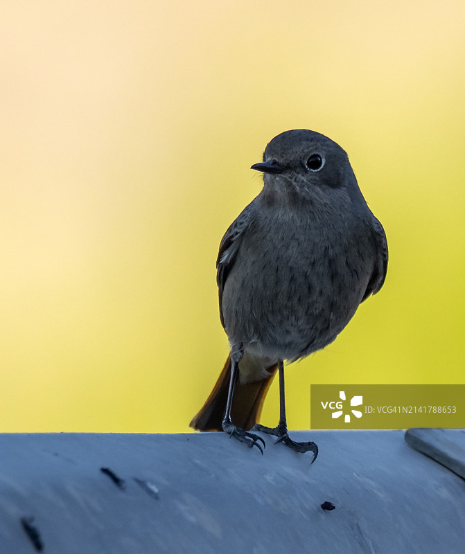 栖息在木头上的鸣禽黑鸟特写图片素材