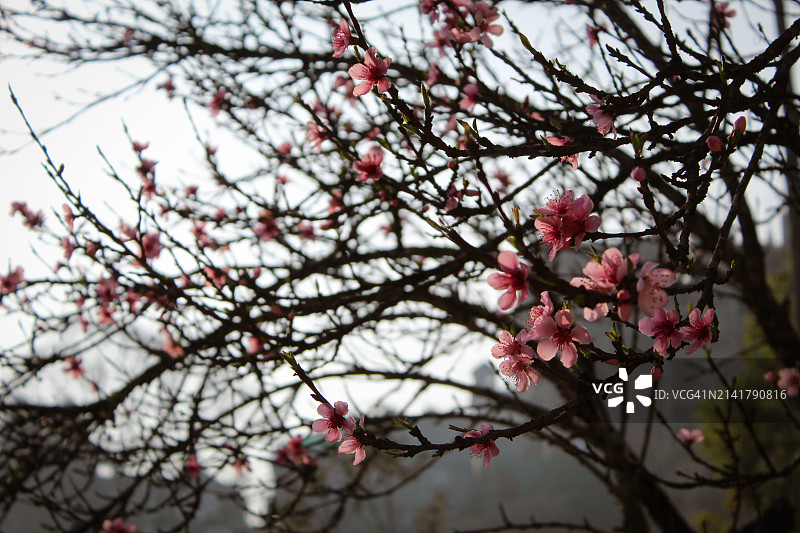 从低角度看春天的樱花图片素材