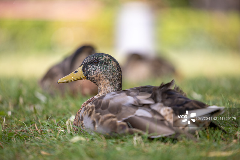 母绿头鸭图片素材