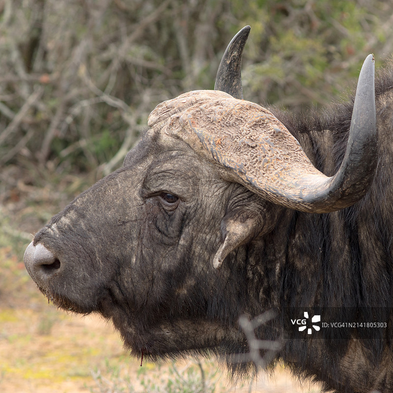 原野上犀牛的侧视图图片素材
