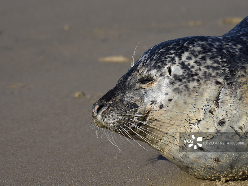 海滩岩石上的海豹特写图片素材
