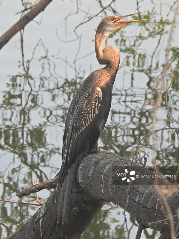 站在树枝上的美洲蛇鸟特写图片素材