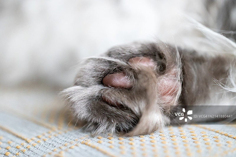 猫睡觉的特写图片素材