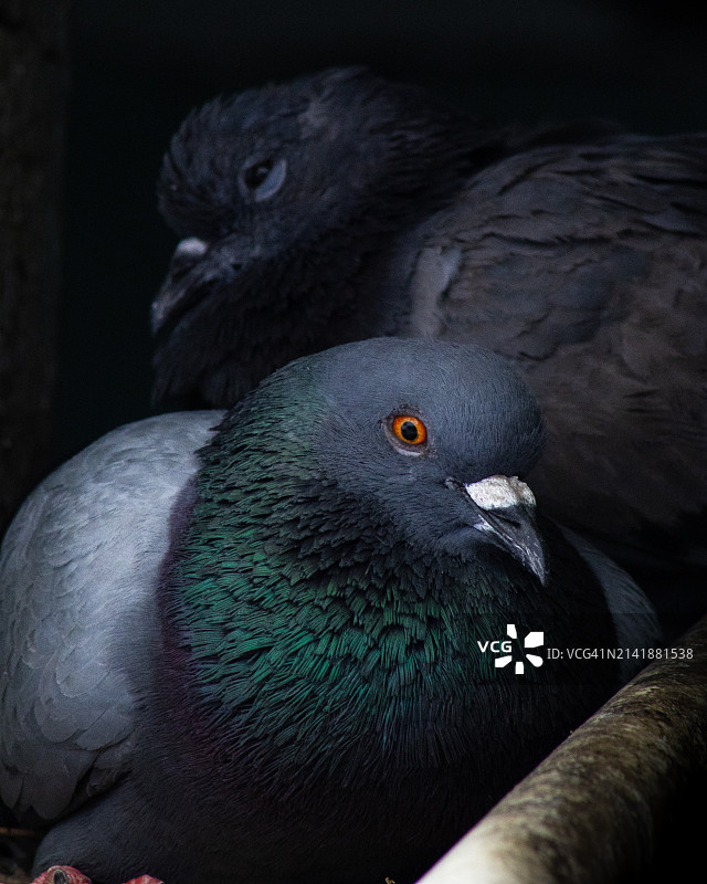 鸟类特写图片素材