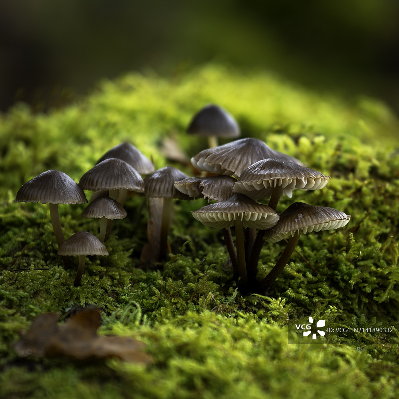 田野中生长的蘑菇特写，德国图片素材