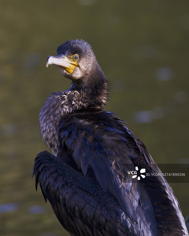 英国 Grimsby 岩石上栖息的鸬鹚特写图片素材