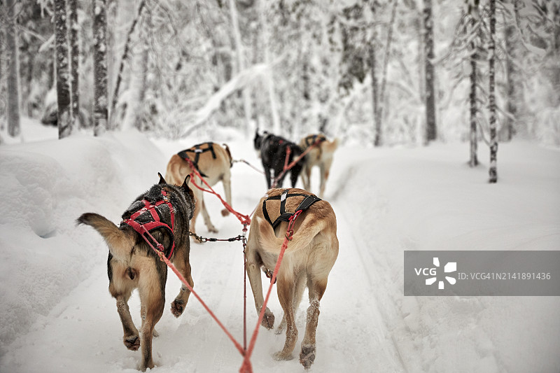 在雪地上行走的狗的背影图片素材