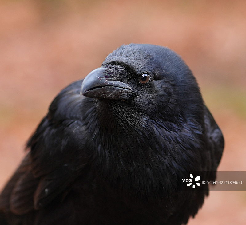 黑乌鸦特写，赫林斯科，捷克共和国图片素材