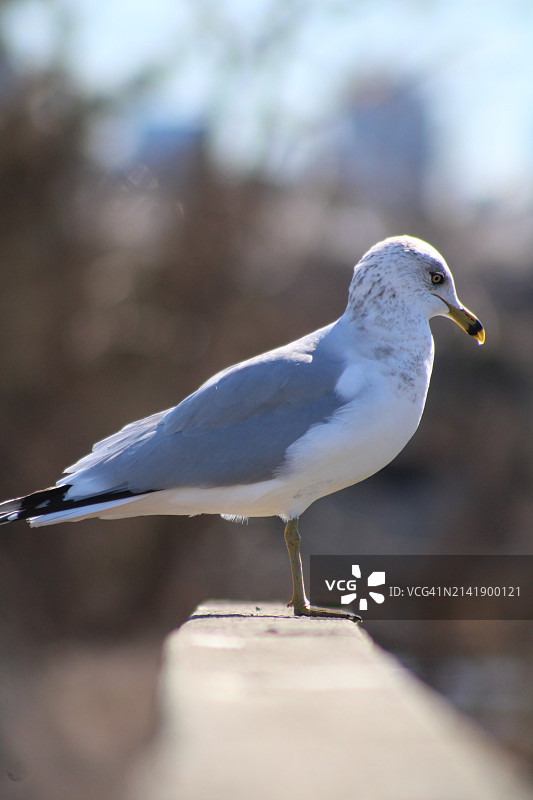 海鸥栖息在栏杆上的特写，新泽西州锡考克斯，美国图片素材