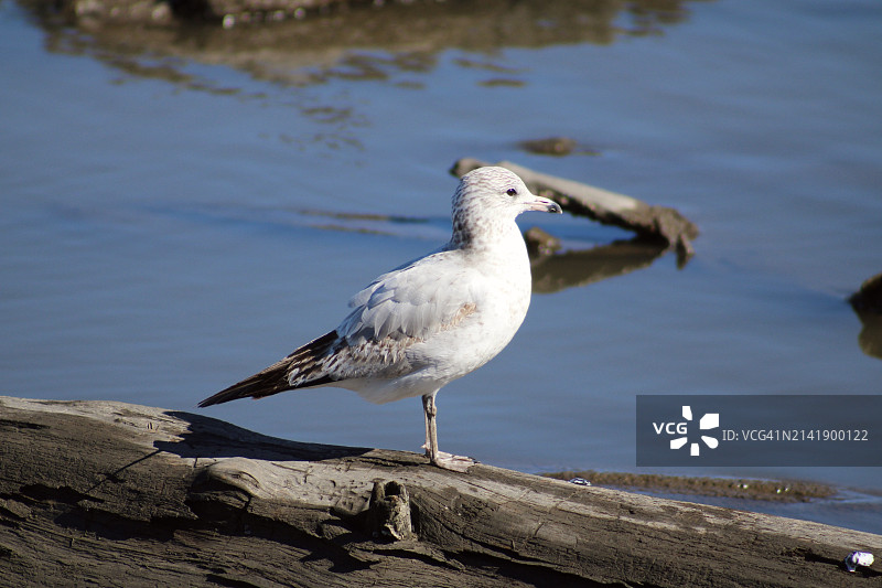 美国新泽西州锡考克斯海鸥栖息在岩石上特写图片素材