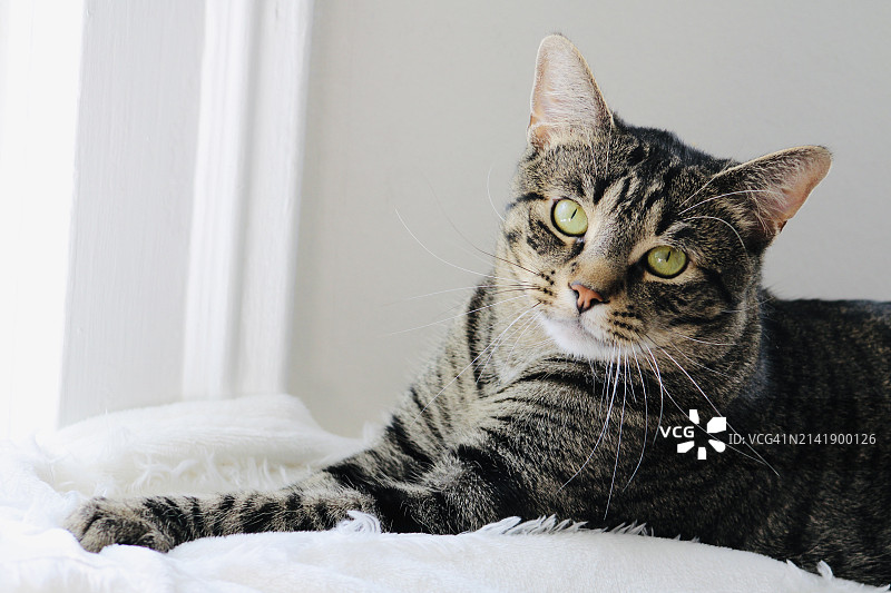 家中床上休息的猫咪特写，美国新泽西州纽瓦克图片素材