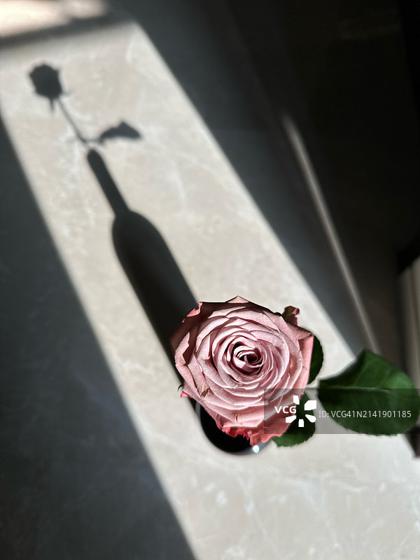 桌子上的玫瑰花特写，新加坡图片素材