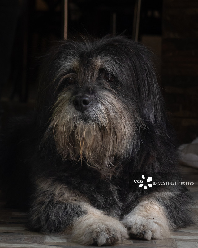 坐在地板上的牧羊犬特写图片素材