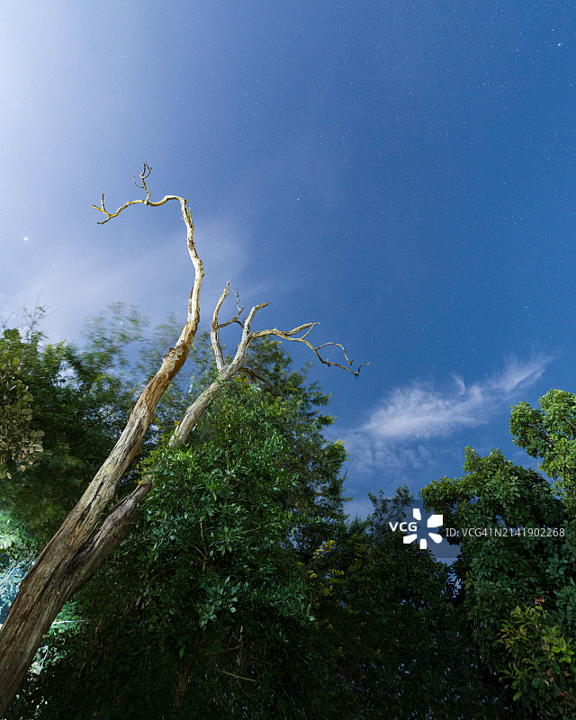 印度夜空下的树木图片素材