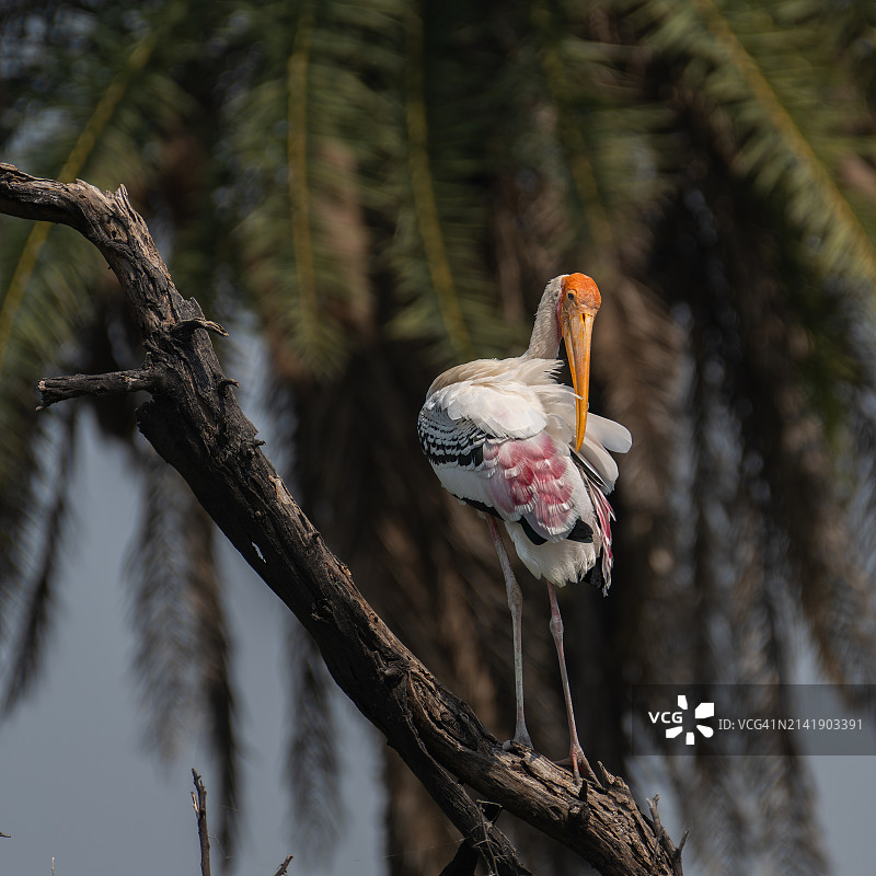 仰视角度拍摄的鹭鸟栖息在树枝上图片素材