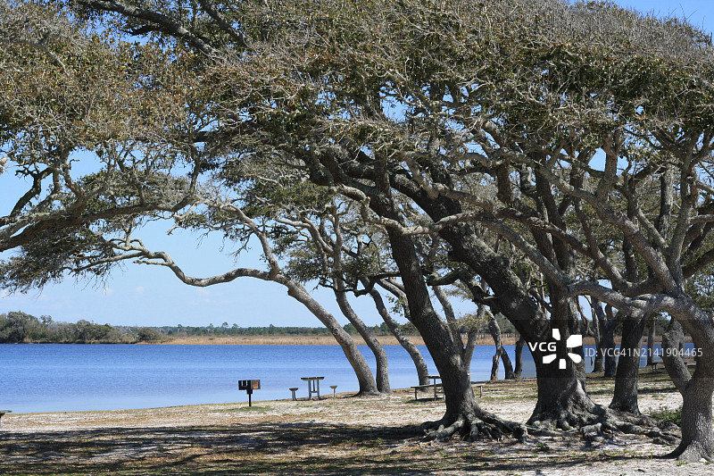 美国阿拉巴马州海湾海岸，大海与天空下的树木图片素材