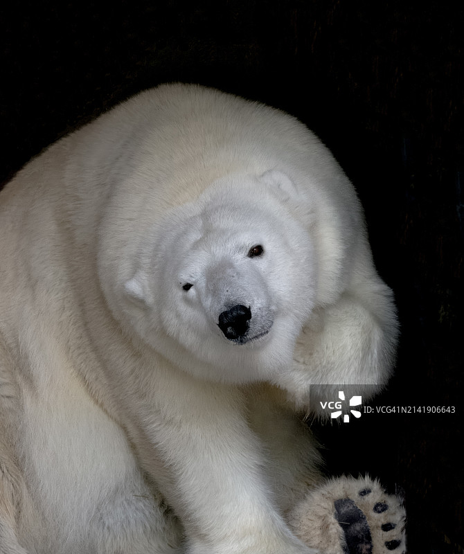 科罗拉多州美国北极熊肖像图片素材