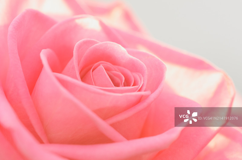 粉色玫瑰特写，中国台湾图片素材