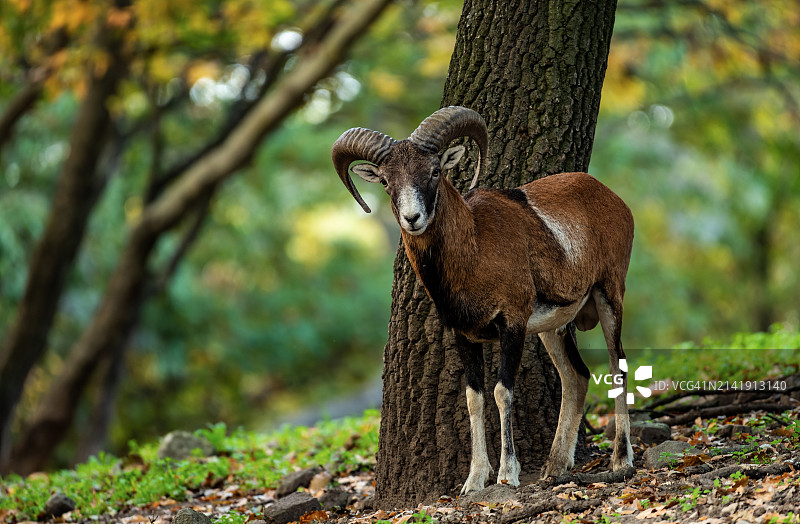 森林中树干上的鹿画像图片素材