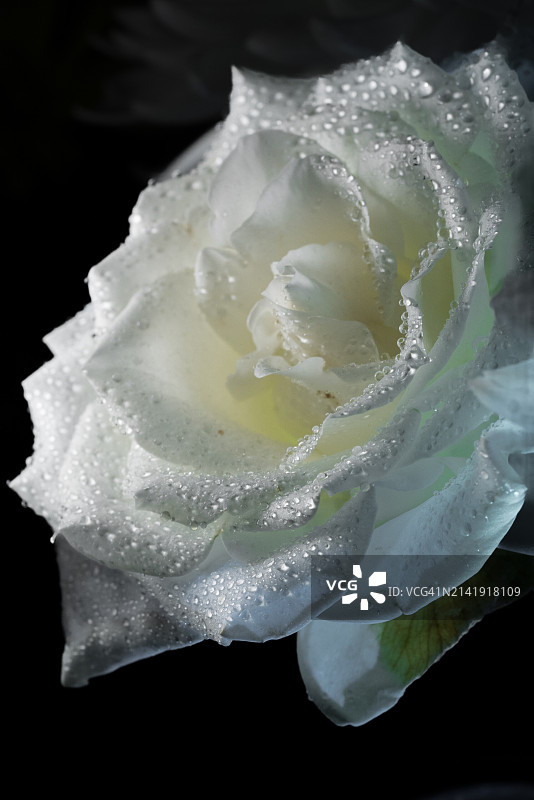 黑色背景下的白色玫瑰特写，美国康涅狄格州吉尔福德图片素材