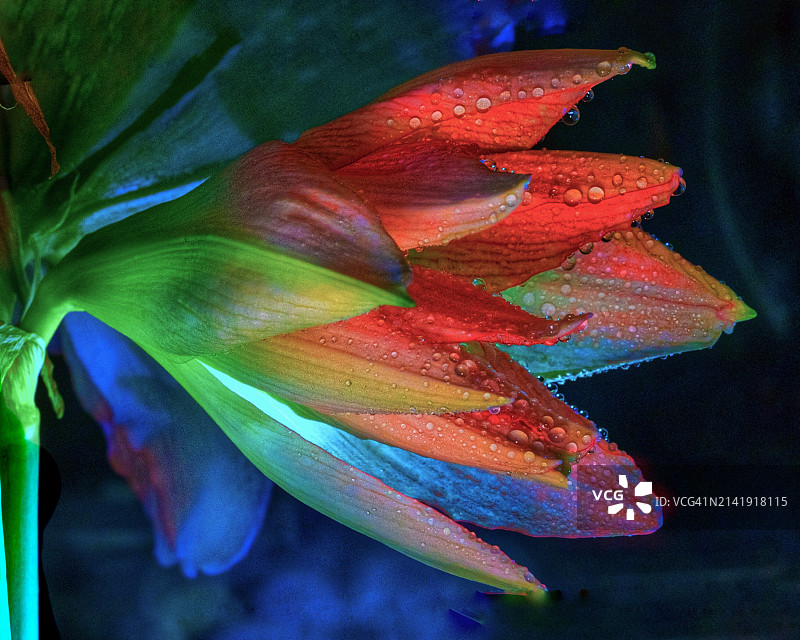 美国康涅狄格州吉尔福德的彩色花朵特写图片素材