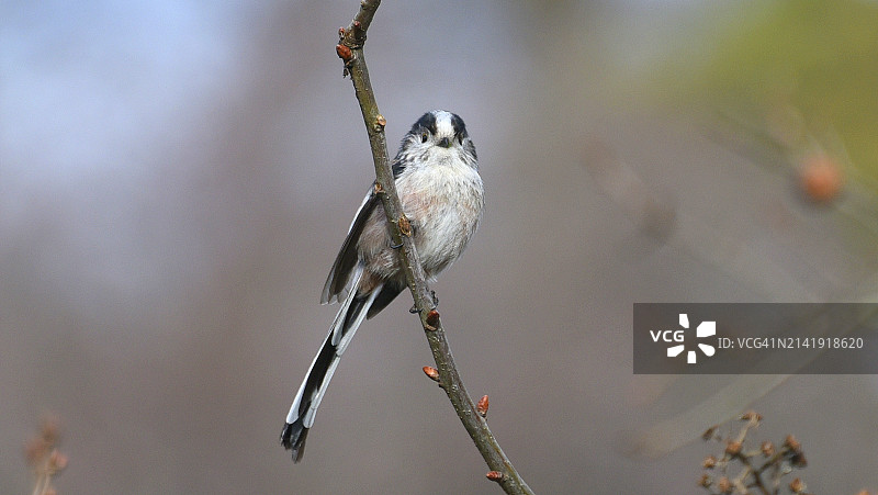 栖息在树枝上的山雀特写图片素材
