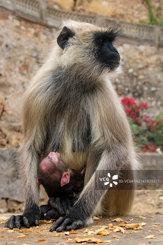 坐在人行道上吃东西的长尾叶猴特写图片素材