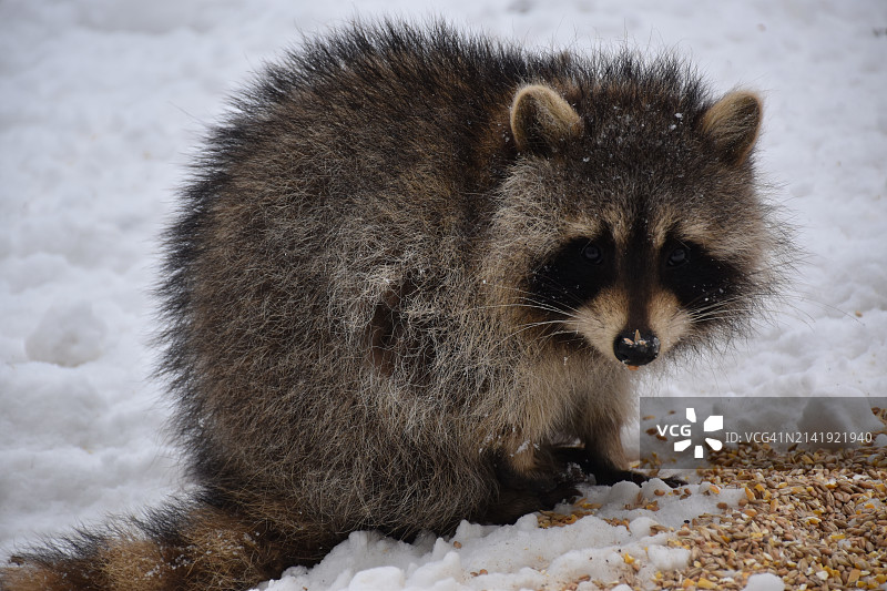 雪地里熊的特写图片素材