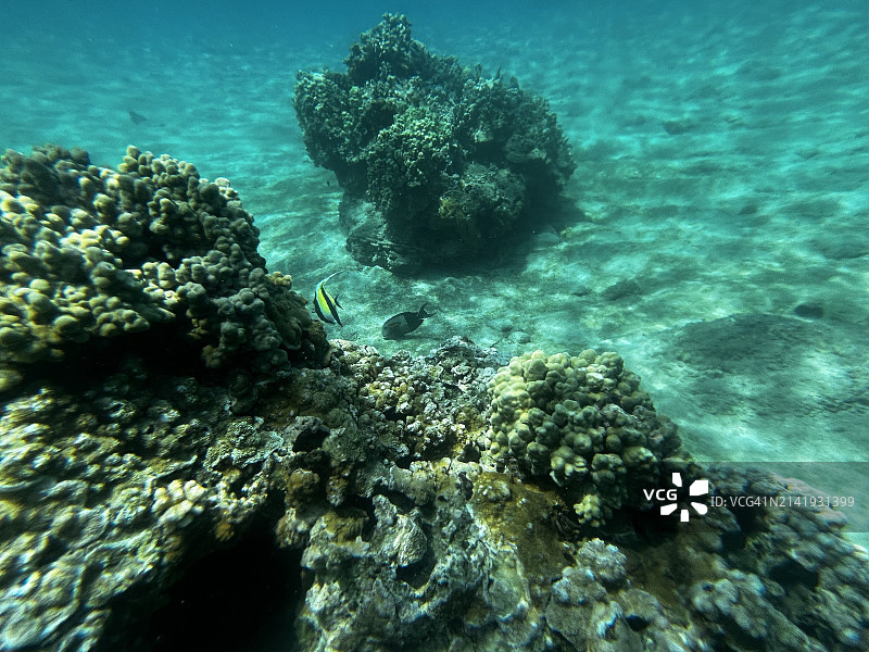 美国水下珊瑚礁景观图片素材
