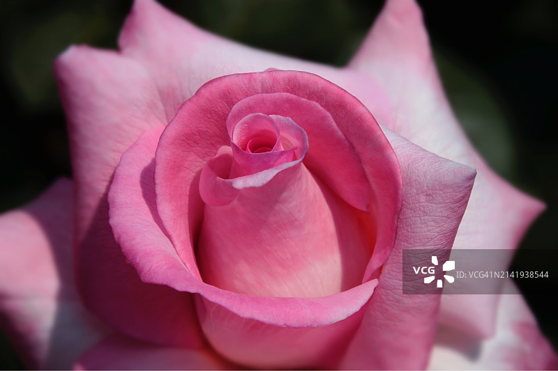 粉色玫瑰花特写，美国纽约图片素材