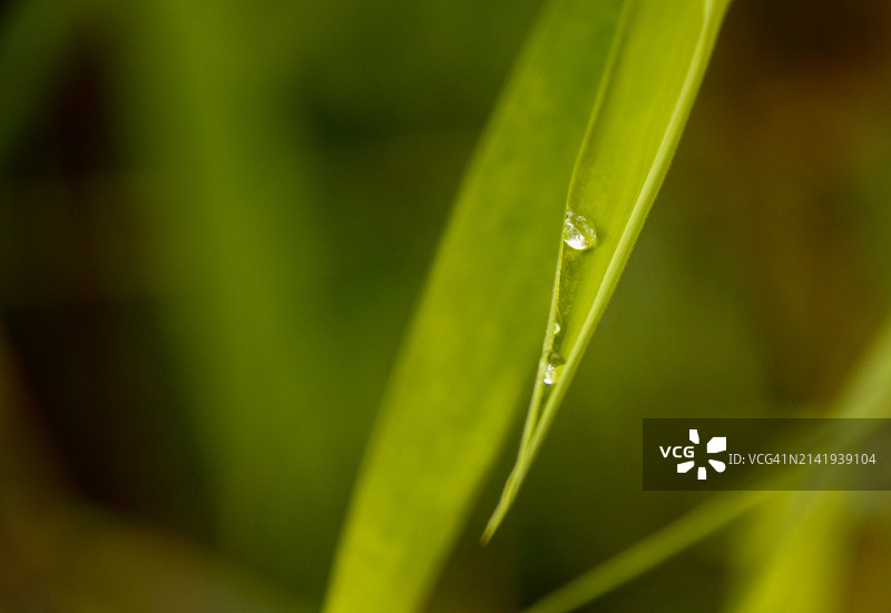 草地上的雨滴特写图片素材