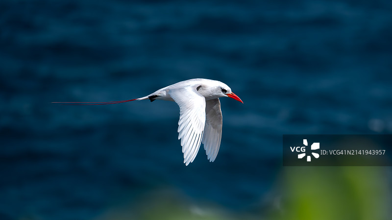美国夏威夷海面上空飞翔的海鸥特写图片素材