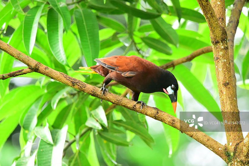 蒙特祖马-奥彭多拉图片素材