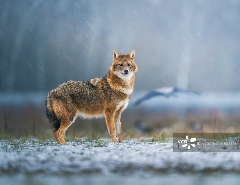 站在田野里的狐狸的肖像图片素材