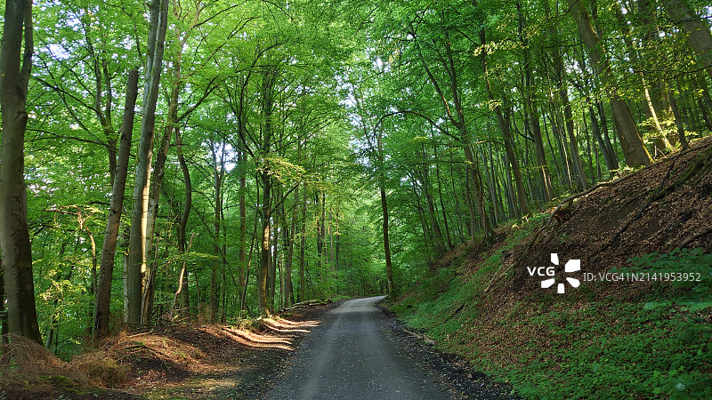林中空旷的道路图片素材