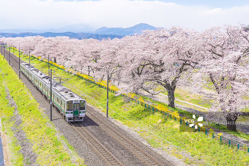 日本仙台宫城船冈白石川沿岸的粉色樱花和JR列车图片素材