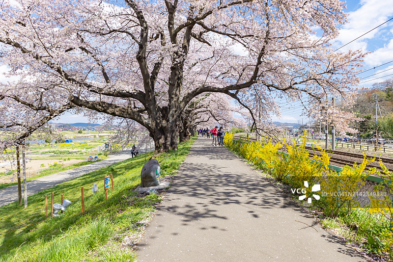 宫城仙台船冈城址公园春季一目千本樱景色图片素材