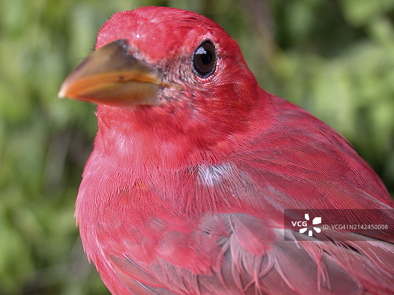 科斯达黎加拉斯克鲁塞斯保护区的雄性夏鹃图片素材
