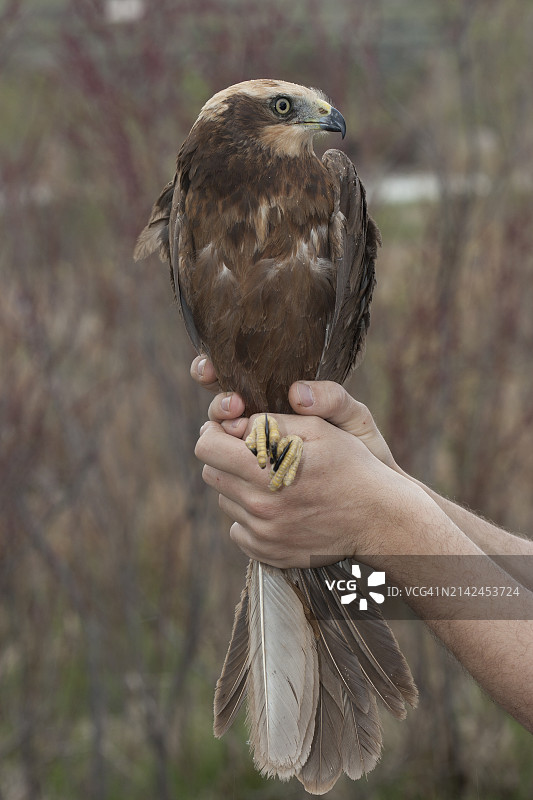 正在给雌性沼泽鹞（Circus aeruginosus）套环图片素材