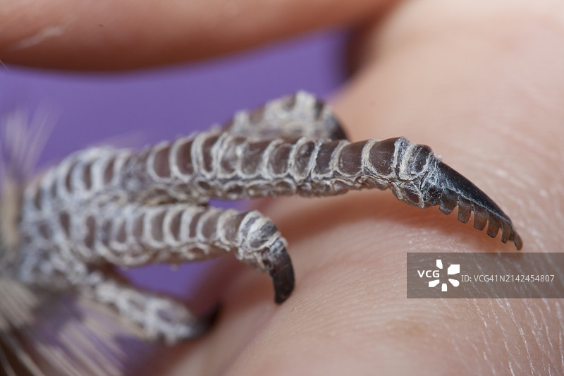 阿拉斯湿地中的欧夜鹰图片素材