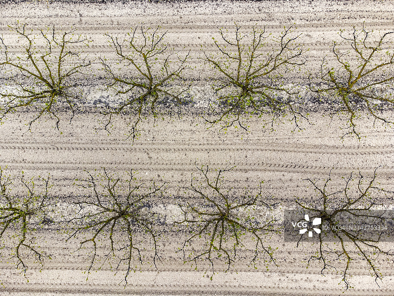 早春果树农业景观航拍图片素材