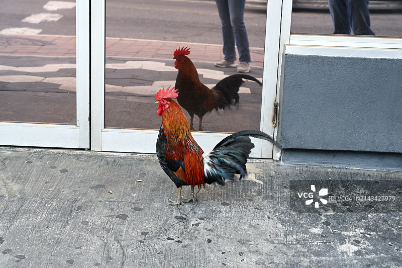 门前公鸡的特写图片素材