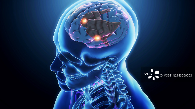 大脑杏仁核图片素材