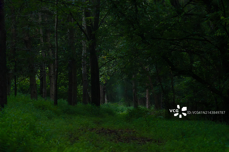 黑暗的绿色森林深处图片素材