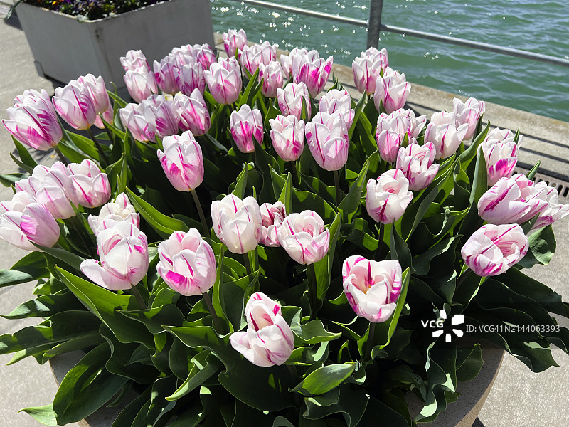 花盆里的郁金香花图片素材