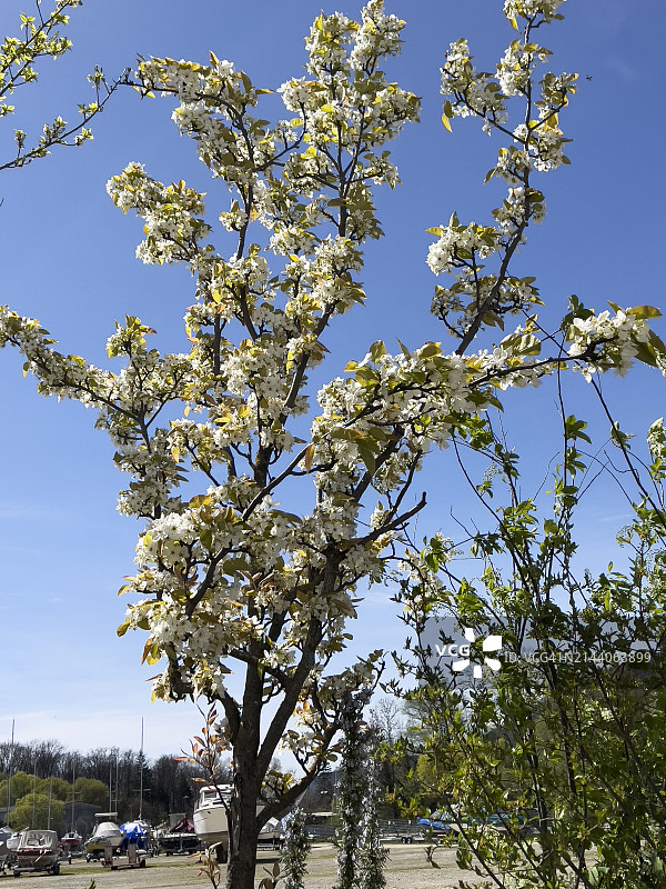 盛开的白梨树图片素材