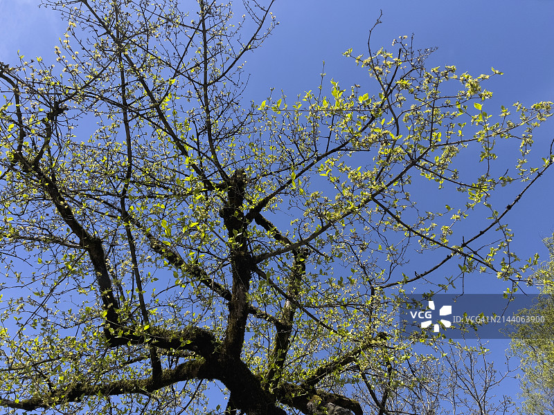 春季的枣皮树，也称欧洲红瑞木图片素材
